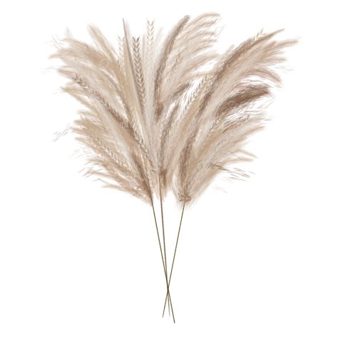 Dried Pampas Png Image Dried Pampas Grass Stems Pampas Dried Flowers
