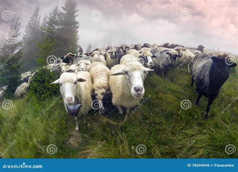 Sheep Grazing In Mist Stock Photo Image Of Beauty Hill 78694946