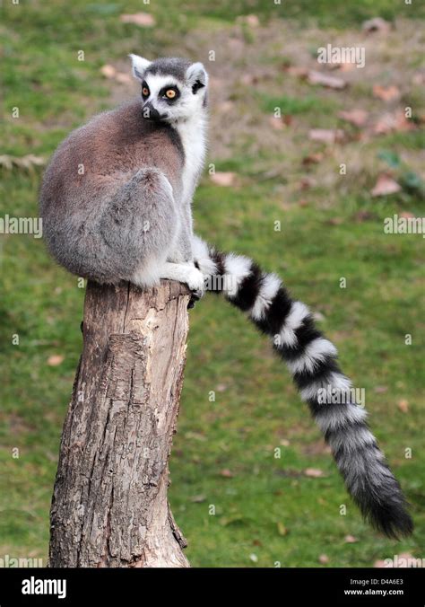 A Ring Tailed Lemur Lemur Catta With His Long Tail While Sitting On A