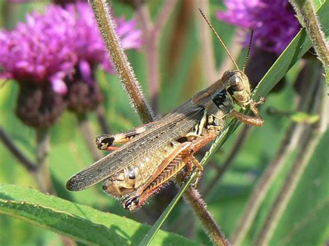 Toronto Wildlife More Red Legged Grasshoppers