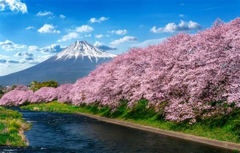 Wallpaper River Spring Japan Sakura Japan Flowering Mount Fuji