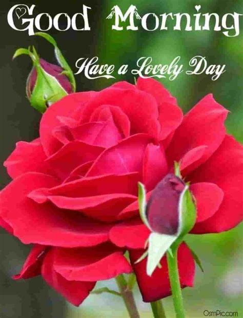 A wide variety of good red roses options are available to you, such as wedding, valentine's. 55 Good Morning Rose Flowers Images Pictures With Romantic ...