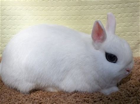 Contrary to popular belief, the dwarf hotot is not a miniature as their name suggests, the dwarf hotot is a small rabbit that weighs between 2.5 to 3.5 lbs once fully with all bunnies, but especially those of this size, vigilance is what makes sure they get to live long. Dwarf Hotots - Fairy Tail Rabbitry