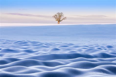 Winter Snow Landscape Trees Wallpapers Hd Desktop And Mobile