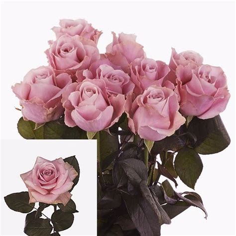 Rose Avalanche Pink 60cm Wholesale Dutch Flowers