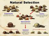 Theory Of Evolution Vs Natural Selection Photos