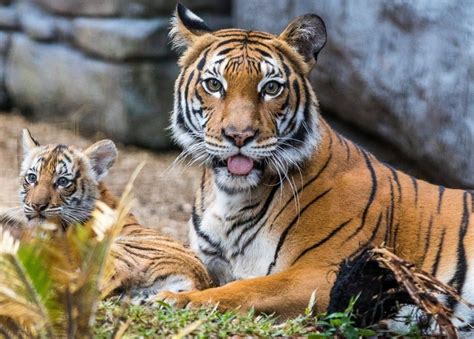 UAE outlaws keeping wild animals as pets - BBC News