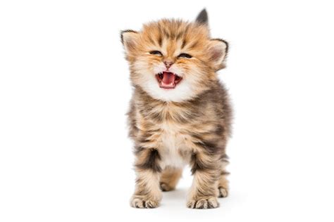 Cat Meowing Nonstop 7 Reasons Why Cats Meow Catster