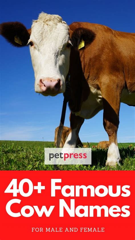 40 Famous Cow Names Cow Names From Cartoons Movies And More