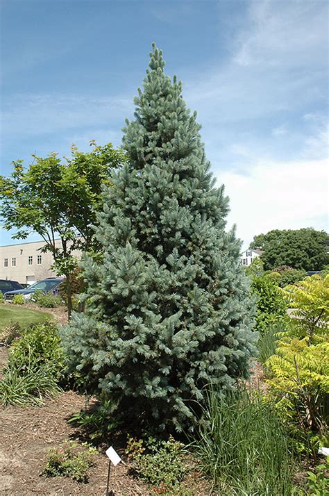 Columnar Blue Spruce Picea Pungens Fastigiata In Ringoes Flemington