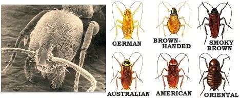 Top pest control services in chattanooga, tn. Pest Control Service Plans in Johnson City TN | Barnes ...