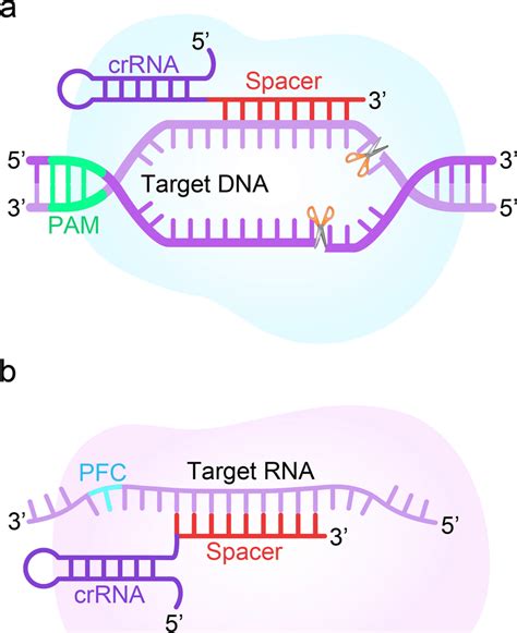 Schematic Diagram Of Crispr Cas And Crispr Cas Systems A