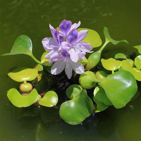 Water Hyacinth Facts Care And Planting Guide Eichhornia