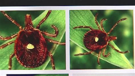 Can A Tick Bite Make You Allergic To Red Meat Abc13 Houston