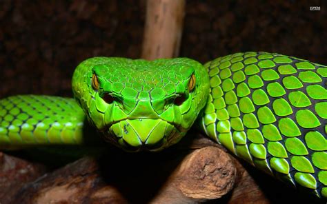 Snakes Wallpapers 61 Pictures