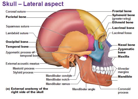 Skull Bone Anatomy Clinical Significances Anatomy Info