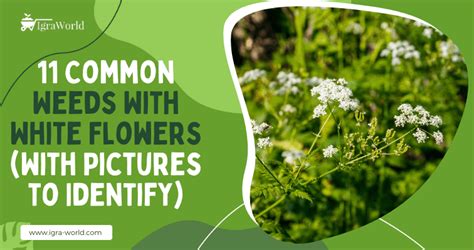 11 Common Weeds With White Flowers With Pictures To Identify