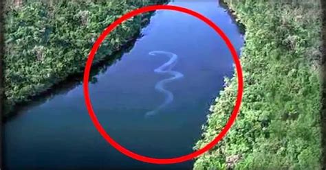 The Giant Snake Anaconda Found Alive In Australia Broke Internet Viral