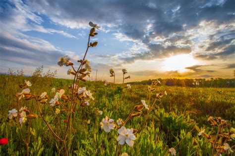 Blossoming Summer Meadow Grass Against The Sky — Stock Photo © Ruvo233