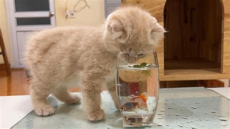 The Kitten Looks At The Goldfish In A Small Cup Youtube