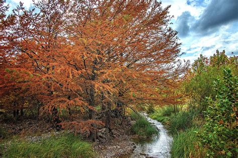 Fall Cypress Trees By The Creek Photograph By Lynn Bauer Fine Art America