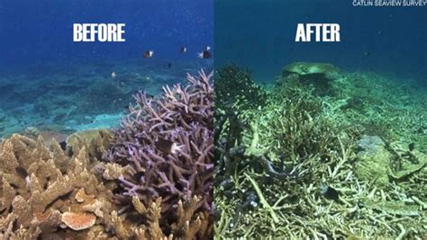 Great Barrier Reef Dead The Lafayette Ledger
