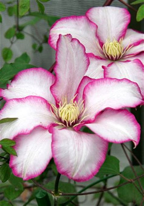 Clematis 'betty risdon' (clematis 'betty risdon') will reach a height of 3m and a spread of. Pinterest • The world's catalog of ideas