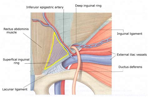 Protocolo De Hernia Ultrasonido UW Impact Summit