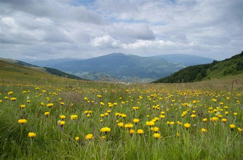 Alpine Meadow With Yellow Flowers Stock Photos Motion Array