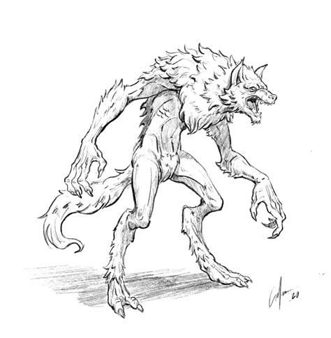 Sketch Of Werewolves How To Draw A Realistic Werewolf With Pencil