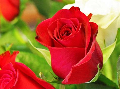 11 Gambar Bunga Mawar Yang Cantik Terbaru Informasi Seputar Tanaman Hias