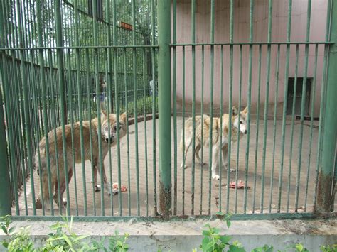 Mongolia Wolf Zoochat