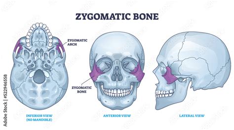 Zygomatic Bone Location With Human Skull Skeleton Anatomy Outline Diagram Labeled Educational