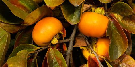 Why You Should Plant American Persimmons Our State Magazine