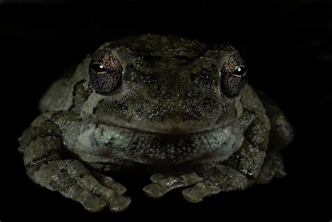 Frog In The Dark Photograph By Jason Walthall Pixels