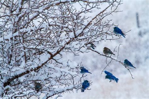 Bluebirds In Montana Winter Animals Beautiful Birds