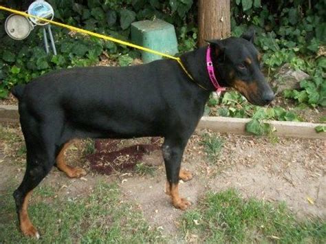 Once we feel like they are ready, they go to our nursery. Doberman Pinscher - Shelbi - Large - Adult - Female - Dog ...
