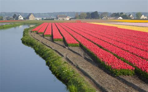 Tulip Fields Near Amsterdam In Holland Tulip Festival Amsterdam