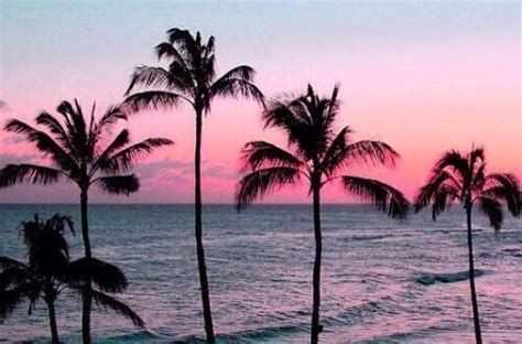 Pin By Victoria Mars On Nature Palm Tree Sunset Sunset Tumblr