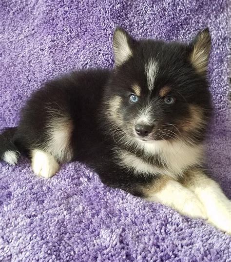 Browse our siberian husky puppies and bring this beautiful breed into your family! Pomsky Puppies For Sale | Florida City, FL #219628
