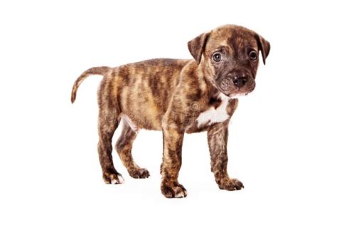 Brindle Colored Puppy Stock Photo Image Of Full Cute 30561864