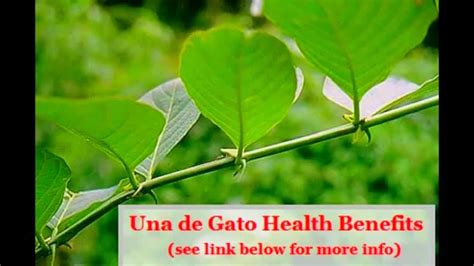 Health Benefits Of Una De Gato Cats Claw Great For