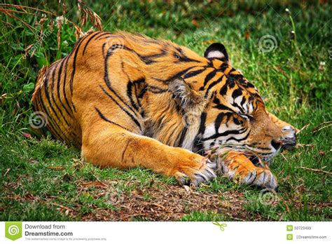 Sleeping Tiger Stock Photo Image 50723499