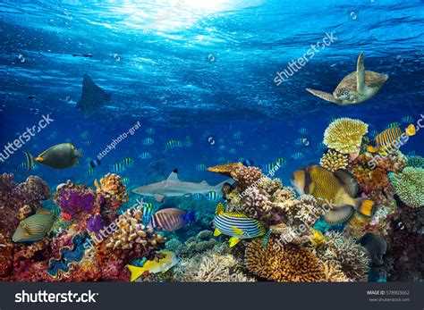Aquatic Life Images Stock Photos And Vectors Shutterstock