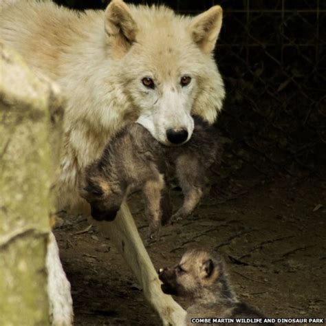 First Uk Litter Of Rare Hudson Bay Wolf Pups Born In Devon Bbc News