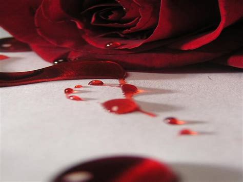 Bloody Rose Wallpapers Wallpaper Cave