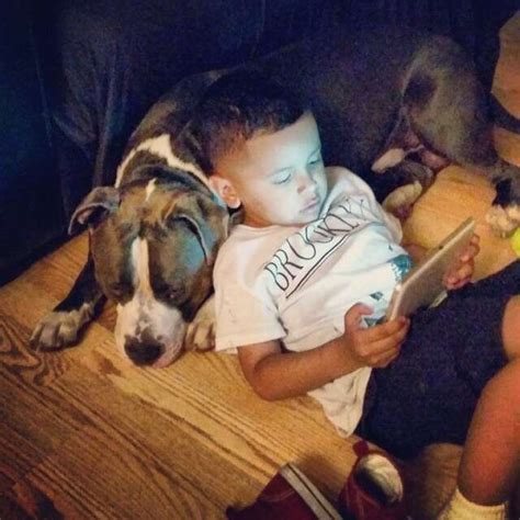 Who Needs Pillows When You Have These 29 Pit Bulls To Snuggle With The Dodo