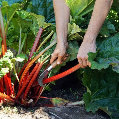 How To Grow And Care For Rhubarb Sunny Home Gardens
