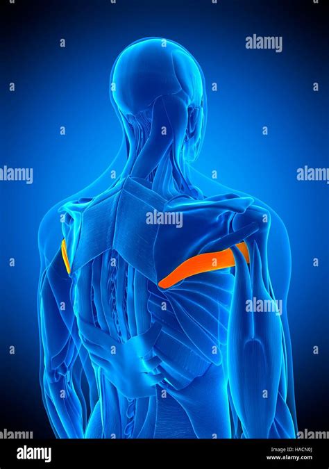 Teres Major Muscle Anatomy Earth S Lab Gambaran