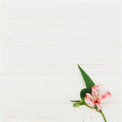 Free Photo Pink Flower On Wooden Table